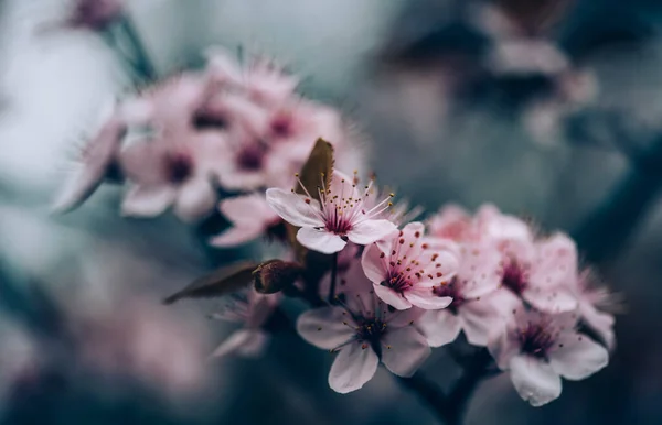 Nahaufnahme Einer Frühlingsblütenblume Auf Dunklem Bokeh Hintergrund Makrokirschblütenzweig Blühende Obstplantagen — Stockfoto