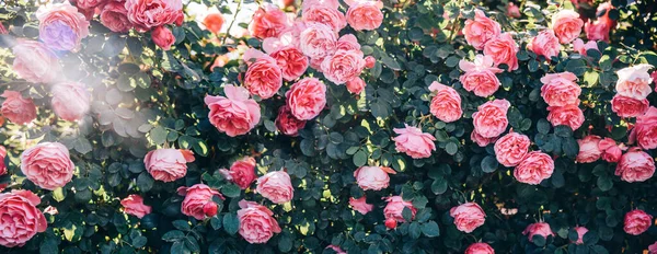 Piękny Obraz Sztuki Piękne Pastelowe Róże Ogrodzie Walentynki Ślubne Vintage — Zdjęcie stockowe
