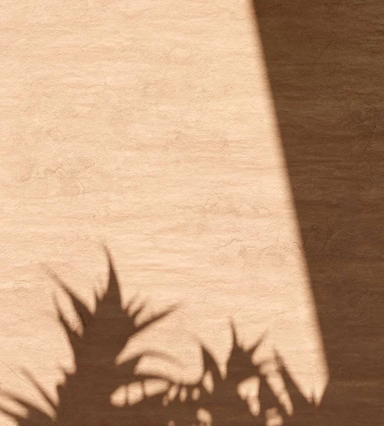 Rustic Concrete Wall Plant Shadow Background Frame Summer — Fotografia de Stock