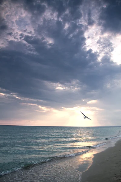 Bird and sea — Stock Photo, Image