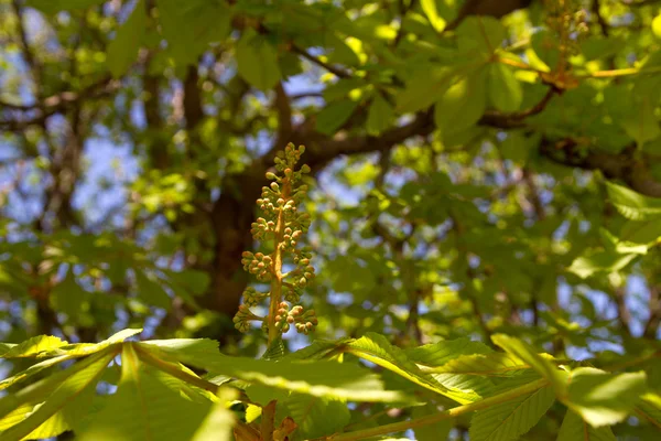 chestnut bloom