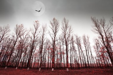 şehrin üzerinde moon
