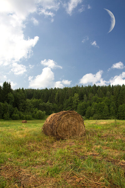 haystack in a forest