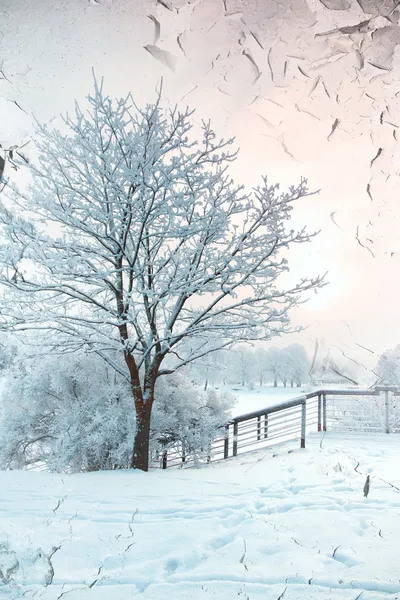 Floresta de Inverno — Fotografia de Stock