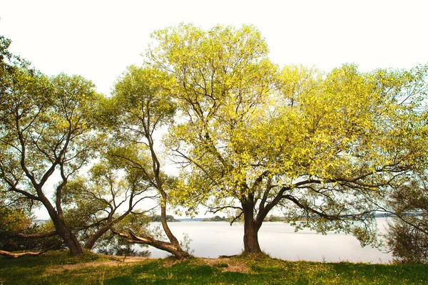 อัตโนมัติ TREES — ภาพถ่ายสต็อก