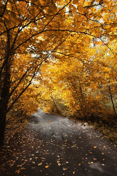 Autumn road in the park — Stock Photo, Image