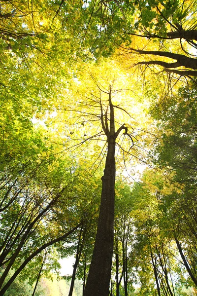 Zonnige herfst park — Stockfoto