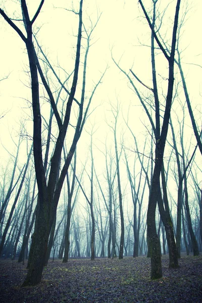 Forest in the fog — Stock Photo, Image