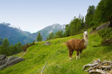 Llamas Dağları.