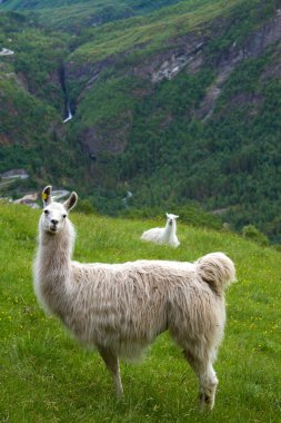 llamas in the mountains. clipart