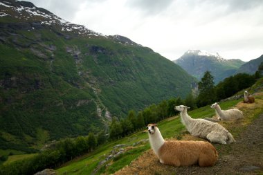 Llamas Dağları.