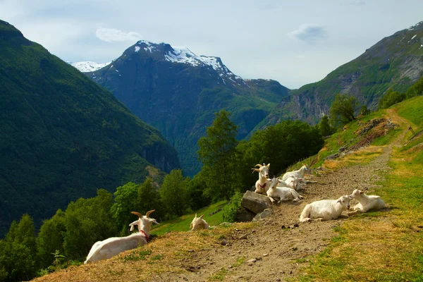 Cabras en las montañas. — Foto de Stock