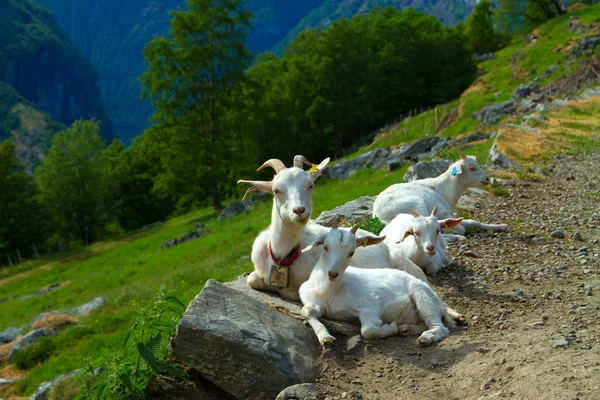 Chèvres dans les montagnes. — Photo