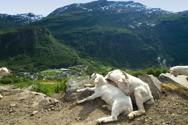 Chèvres dans les montagnes. — Photo