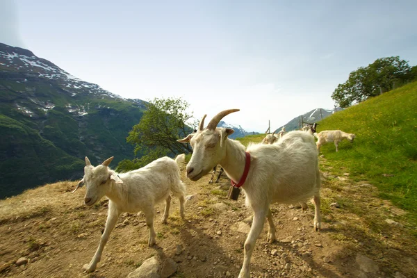 Goats in the mountains. — Stock Photo, Image