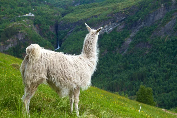 Lamas dans les montagnes . — Photo