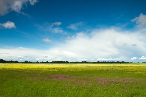 Paisagem verão. — Fotografia de Stock