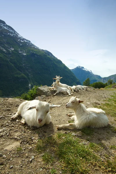 Geiten in de bergen. Stockfoto