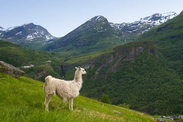 Lamas in den Bergen. Stockfoto