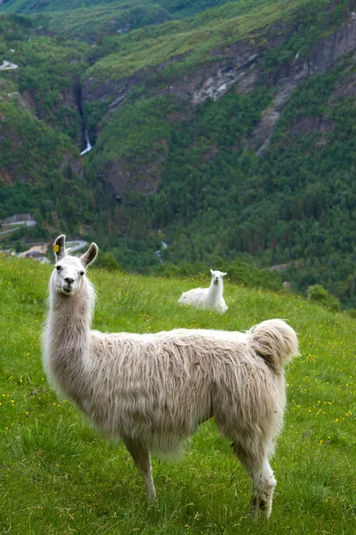 Lamor i bergen. Stockfoto