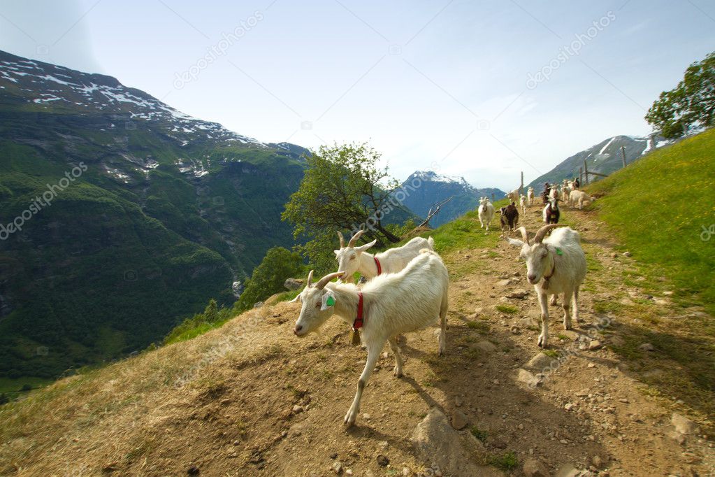 goats in the mountains.