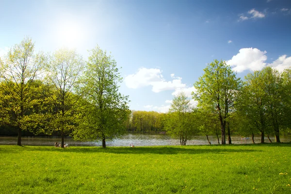 Sky could be seen through the trees of the park — Stock Photo, Image