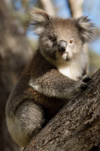 Koala on tree — Stock Photo, Image