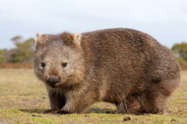 Wombat close-up clipart
