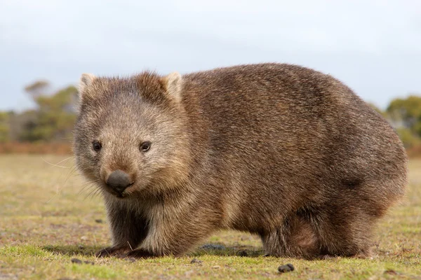 Wombat primer plano Fotos de stock