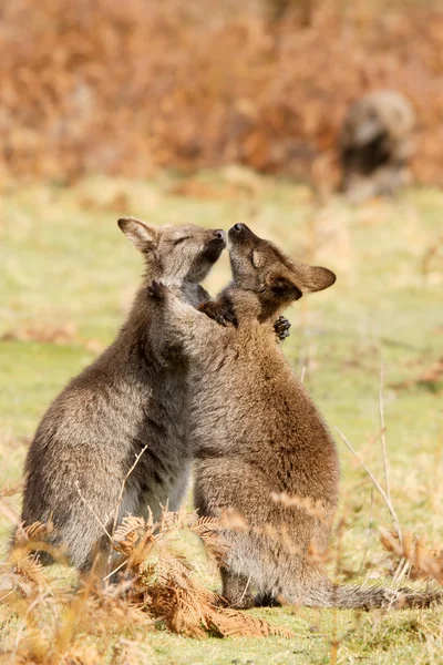 Wallabies play — Stock Photo, Image