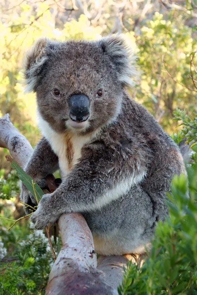 Koala på träd — Stockfoto