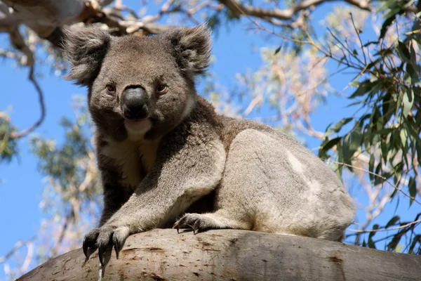 Koala på träd — Stockfoto