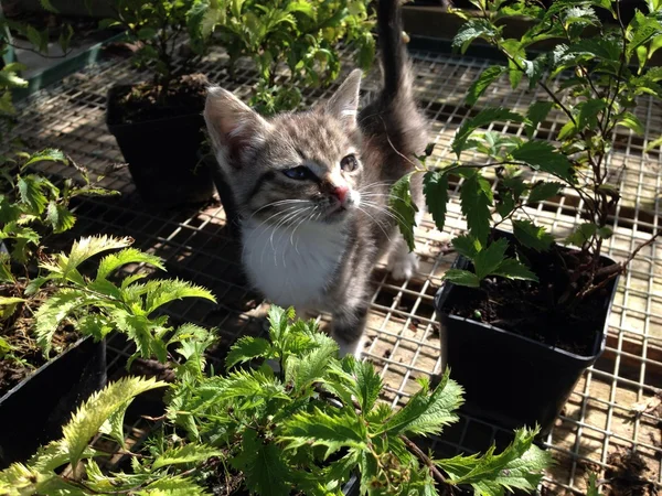 Piccolo gattino divertente guardando fuori dalla fotocamera, giornata di sole Immagine Stock