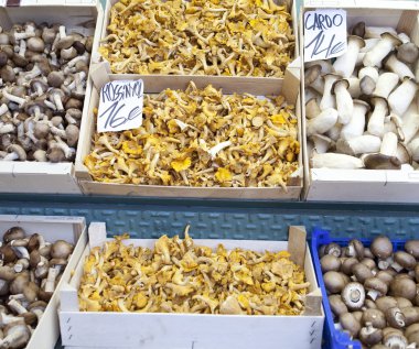 mantar maruz Barselona Pazar