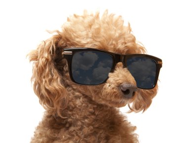 Kırmızı oyuncak fino köpeği sunglass içinde