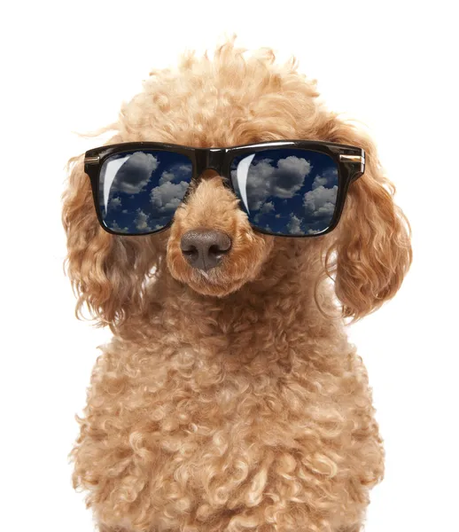 Red Toy Poodle in the sunglass — Stock Photo, Image