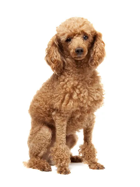Juguete rojo cachorro caniche sobre un fondo blanco —  Fotos de Stock