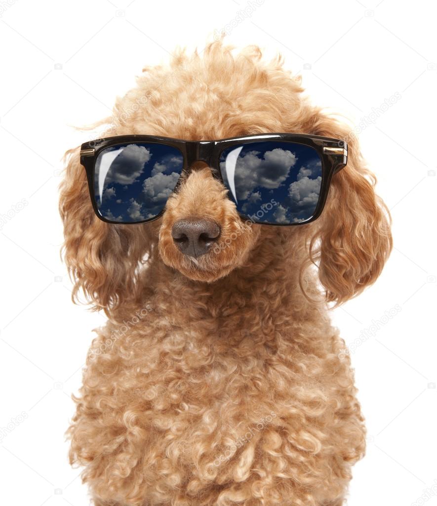 Red Toy Poodle in the sunglass