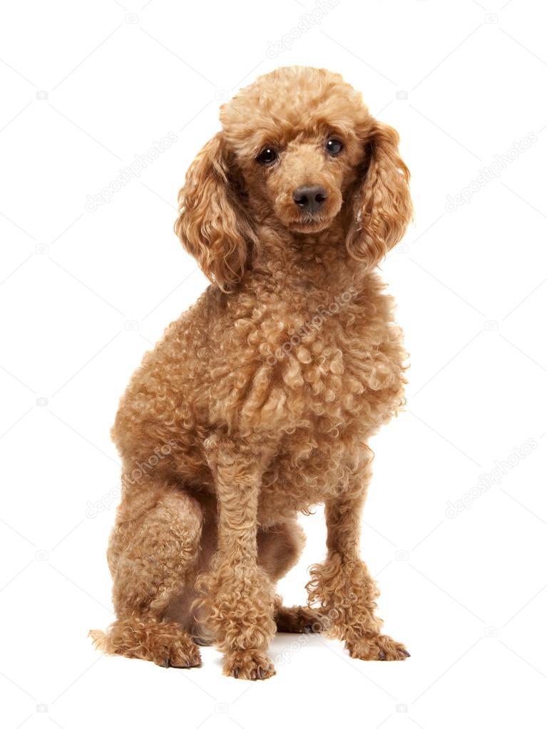 tiny red toy poodle