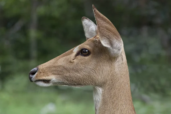 Mule Deer — Stock Photo, Image