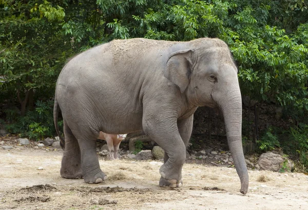 Elefante asiático — Foto de Stock