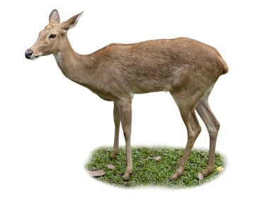 Tek katır geyiği (Odocileus hemionus)