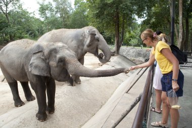Woman feeding the elephant clipart