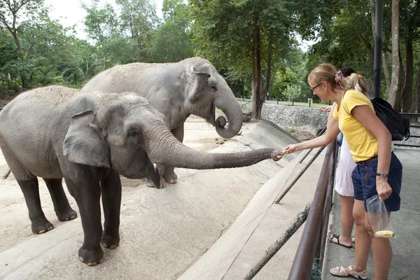 Mulher alimentando o elefante — Fotografia de Stock