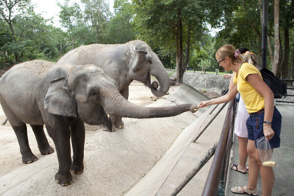 Woman feeding the elephant