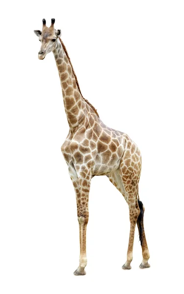 Жираф изолирован — стоковое фото