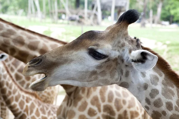 Primo piano giraffa — Foto Stock