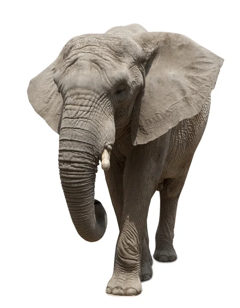 Slon africký se blíží — Stock fotografie