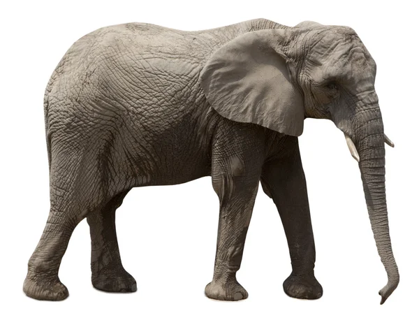 Elefante africano — Foto Stock