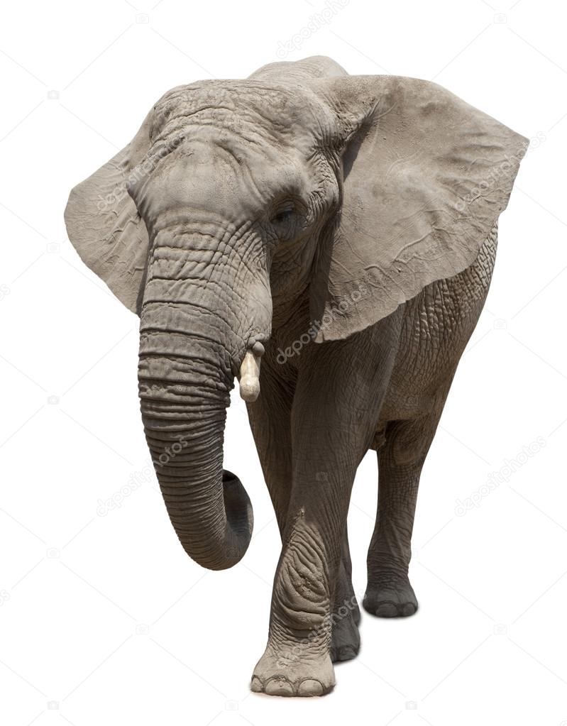 African elephant approaching